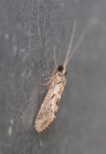 Réf. 262 797 : Hydropsyche sp.